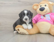 5 week old Mini Aussie Puppy For Sale - Lone Star Pups