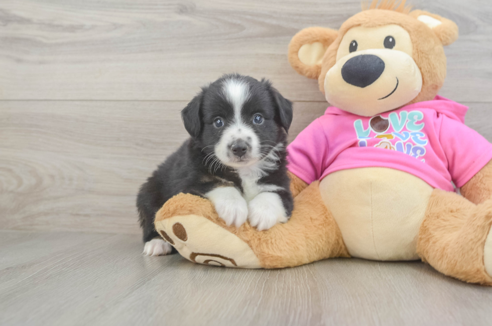 5 week old Mini Aussie Puppy For Sale - Lone Star Pups