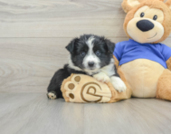 6 week old Mini Aussie Puppy For Sale - Lone Star Pups
