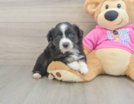 5 week old Mini Aussie Puppy For Sale - Lone Star Pups