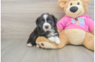 Mini Aussie Pup Being Cute