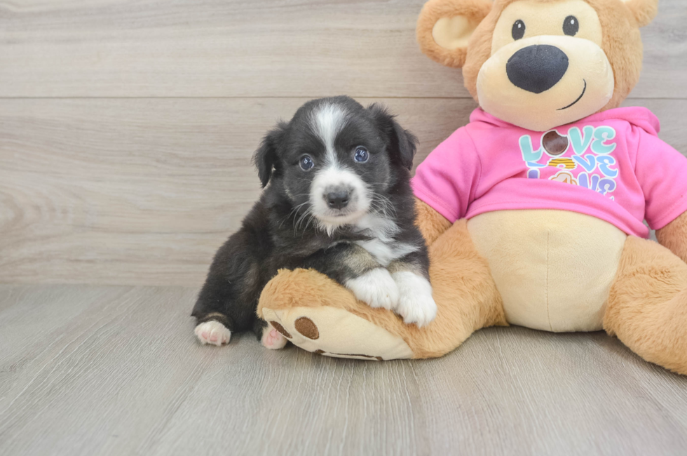 5 week old Mini Aussie Puppy For Sale - Lone Star Pups