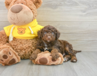 7 week old Mini Aussiedoodle Puppy For Sale - Lone Star Pups