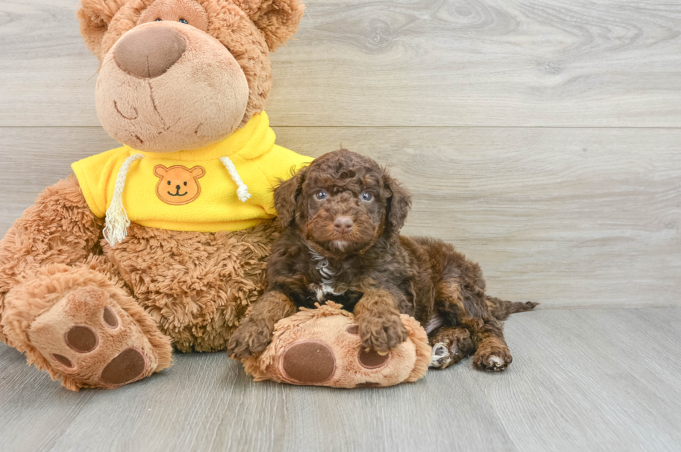 7 week old Mini Aussiedoodle Puppy For Sale - Lone Star Pups