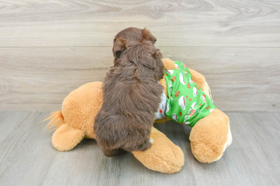 Best Mini Aussiedoodle Baby