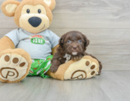 9 week old Mini Aussiedoodle Puppy For Sale - Lone Star Pups