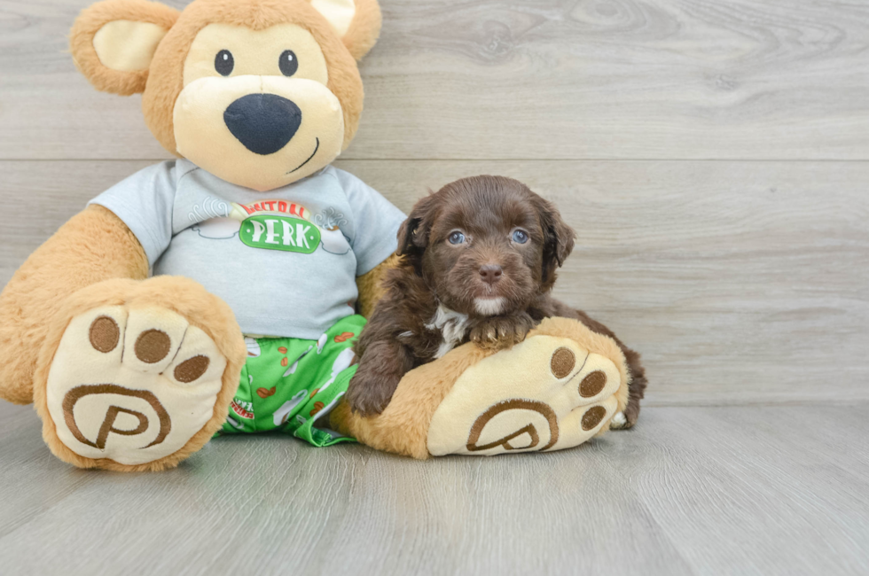 5 week old Mini Aussiedoodle Puppy For Sale - Lone Star Pups