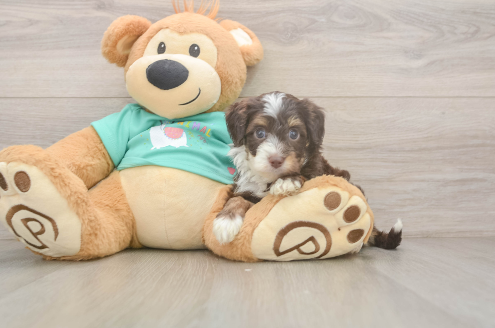 5 week old Mini Aussiedoodle Puppy For Sale - Lone Star Pups