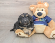 5 week old Mini Aussiedoodle Puppy For Sale - Lone Star Pups