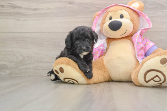 Mini Aussiedoodle Puppy for Adoption