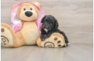 Small Mini Aussiedoodle Baby
