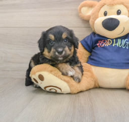 8 week old Mini Aussiedoodle Puppy For Sale - Lone Star Pups