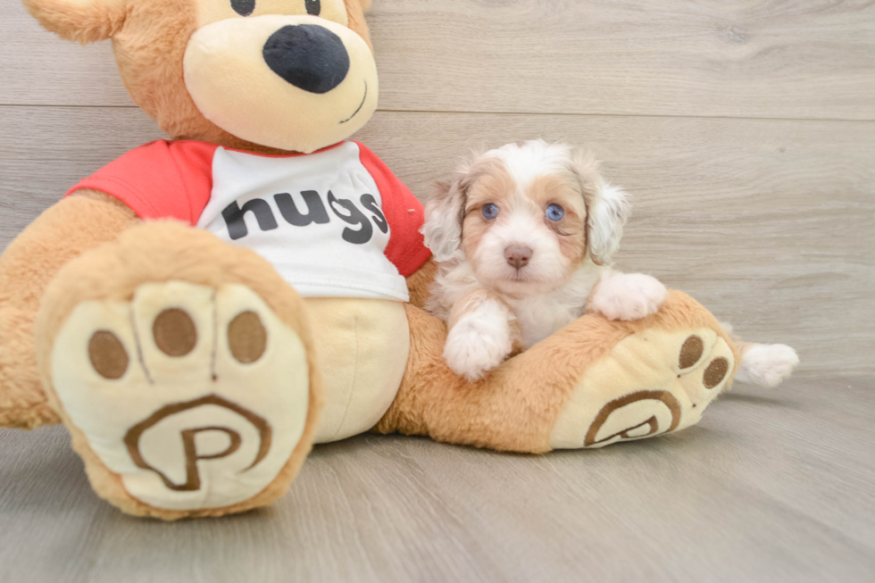 Popular Mini Aussiedoodle Poodle Mix Pup