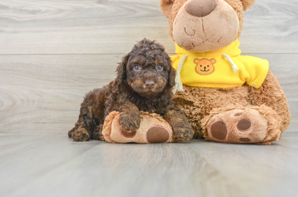 7 week old Mini Aussiedoodle Puppy For Sale - Lone Star Pups