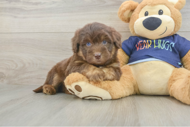 Best Mini Aussiedoodle Baby