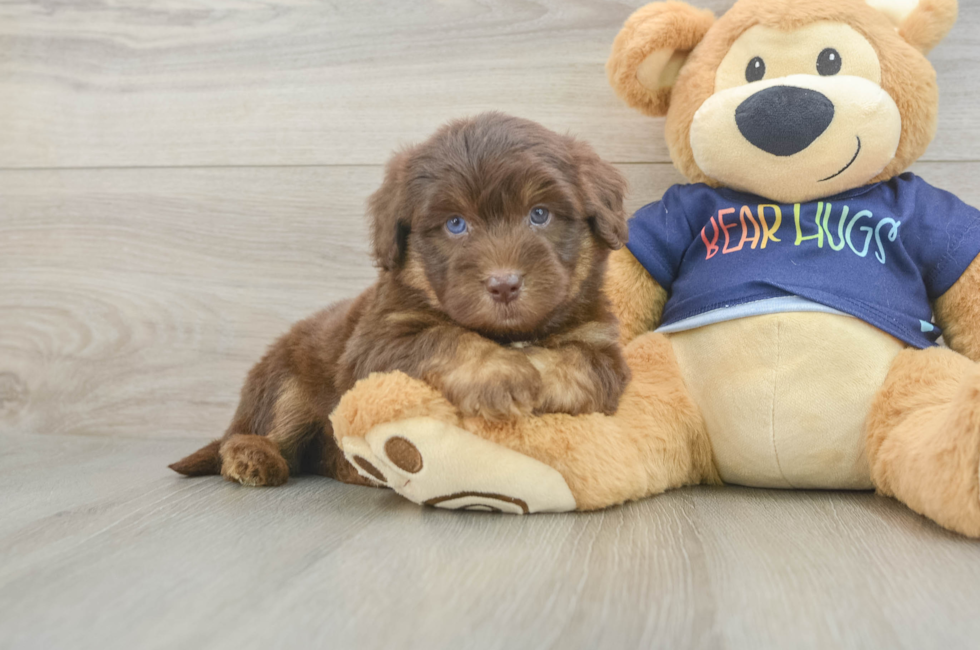 5 week old Mini Aussiedoodle Puppy For Sale - Lone Star Pups
