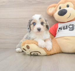 8 week old Mini Aussiedoodle Puppy For Sale - Lone Star Pups