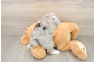 Playful Aussiepoo Poodle Mix Puppy