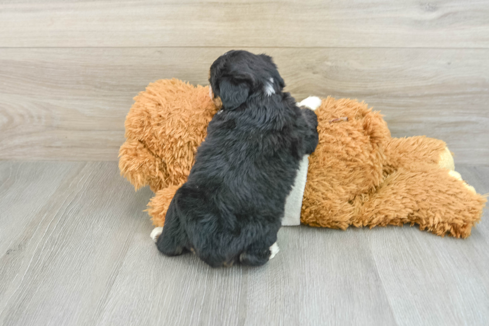 Mini Aussiedoodle Puppy for Adoption