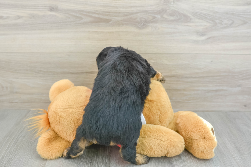 Meet Alya - our Mini Aussiedoodle Puppy Photo 2/3 - Lone Star Pups