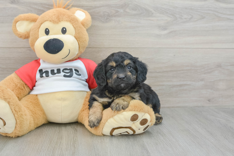 Meet Alya - our Mini Aussiedoodle Puppy Photo 3/3 - Lone Star Pups