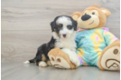Mini Aussiedoodle Puppy for Adoption