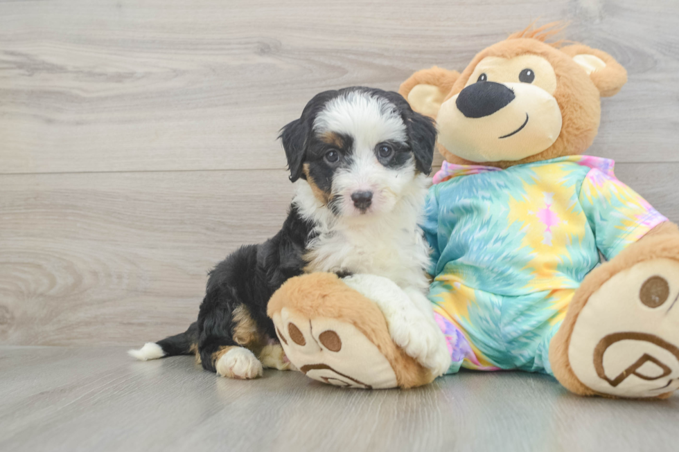 Mini Aussiedoodle Puppy for Adoption