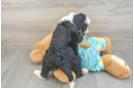 Best Mini Aussiedoodle Baby