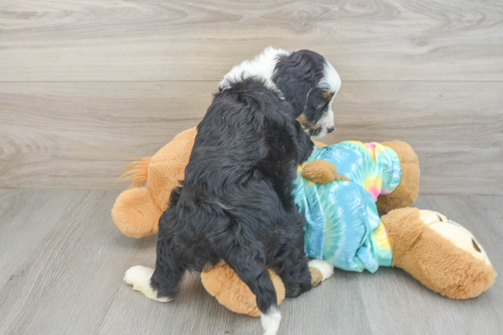 Best Mini Aussiedoodle Baby