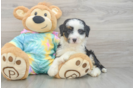 Mini Aussiedoodle Puppy for Adoption