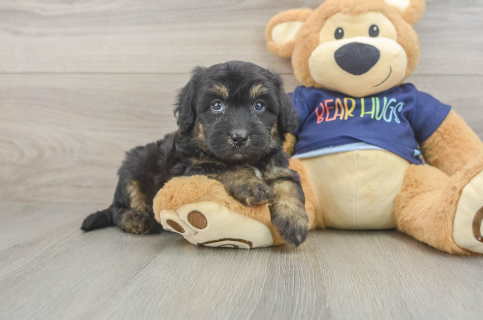 5 week old Mini Aussiedoodle Puppy For Sale - Lone Star Pups