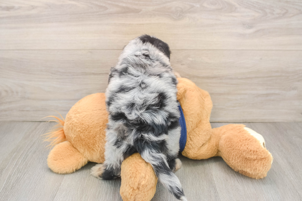 Mini Aussiedoodle Puppy for Adoption