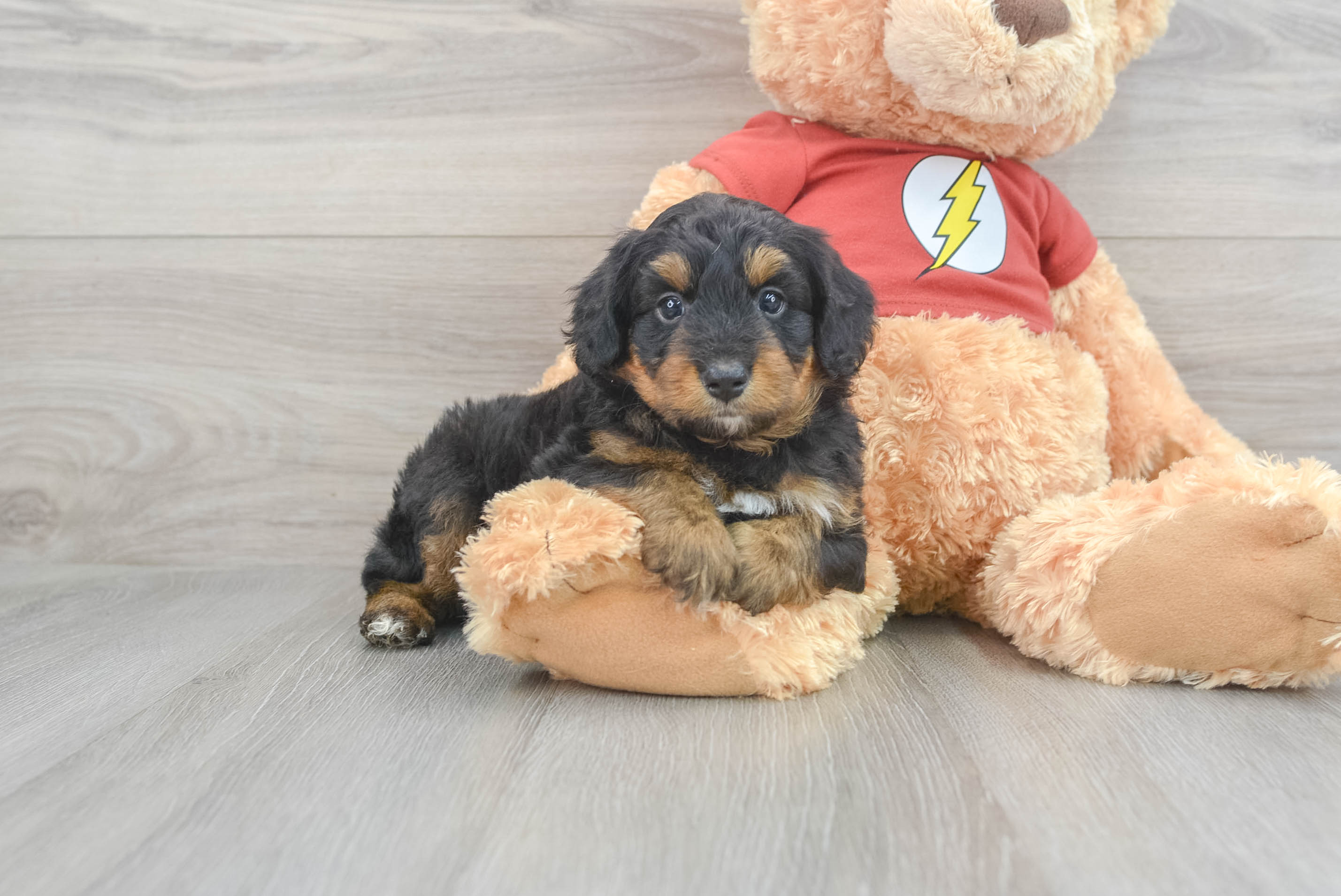 Best Mini Aussiedoodle Baby