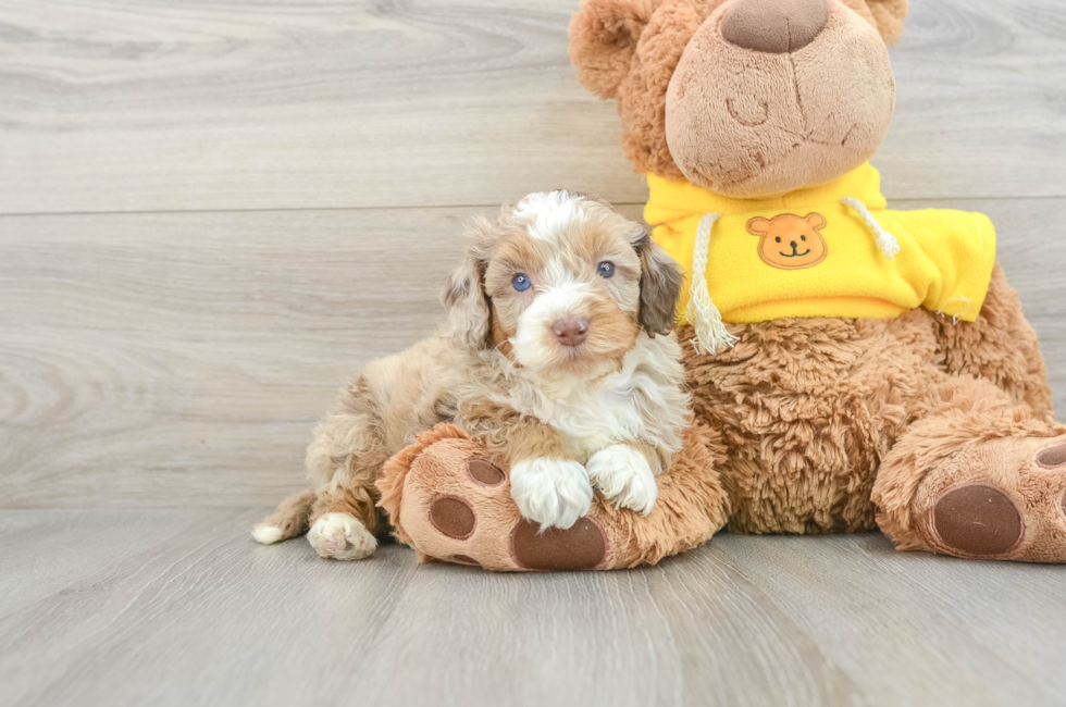 7 week old Mini Aussiedoodle Puppy For Sale - Lone Star Pups