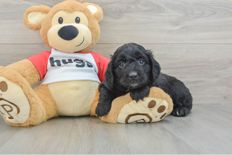 Happy Mini Aussiedoodle Baby