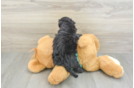 Mini Aussiedoodle Puppy for Adoption
