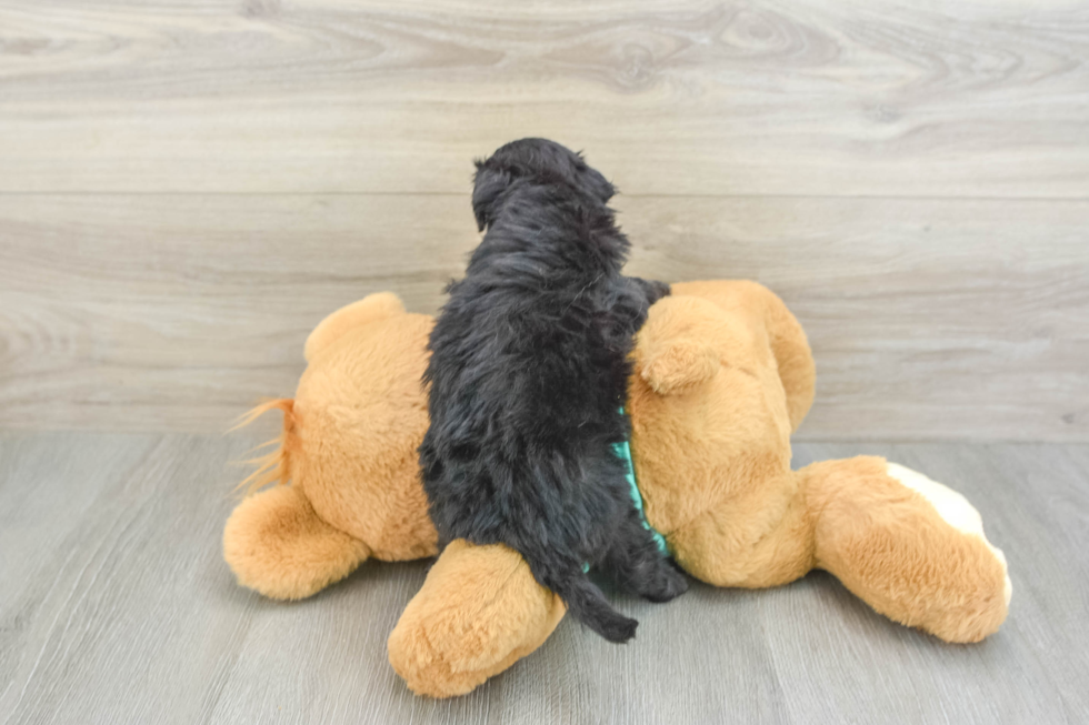 Mini Aussiedoodle Puppy for Adoption