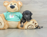 7 week old Mini Aussiedoodle Puppy For Sale - Lone Star Pups