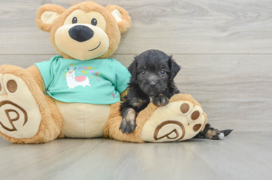 Mini Aussiedoodle Puppy for Adoption