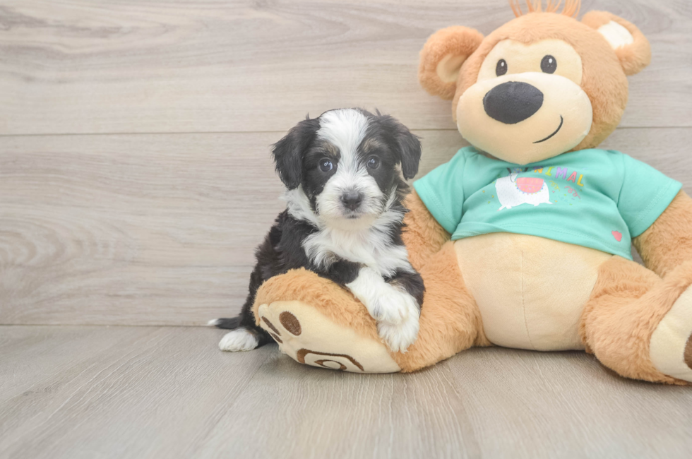 5 week old Mini Aussiedoodle Puppy For Sale - Lone Star Pups