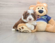 5 week old Mini Aussiedoodle Puppy For Sale - Lone Star Pups