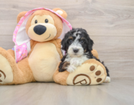 8 week old Mini Aussiedoodle Puppy For Sale - Lone Star Pups