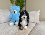 10 week old Mini Aussiedoodle Puppy For Sale - Lone Star Pups