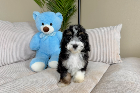 Mini Aussiedoodle Pup Being Cute