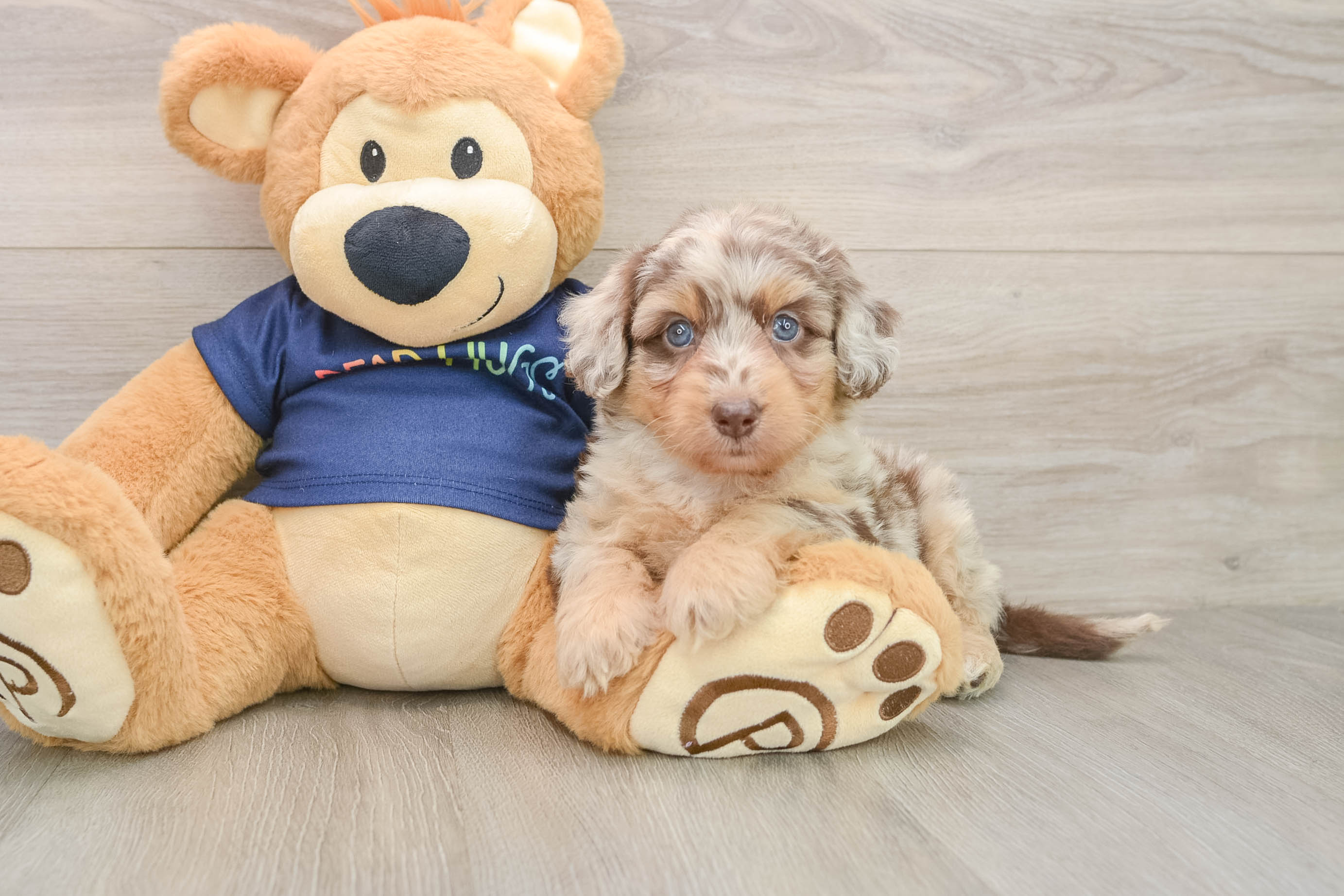 Petite Mini Aussiedoodle Poodle Mix Pup