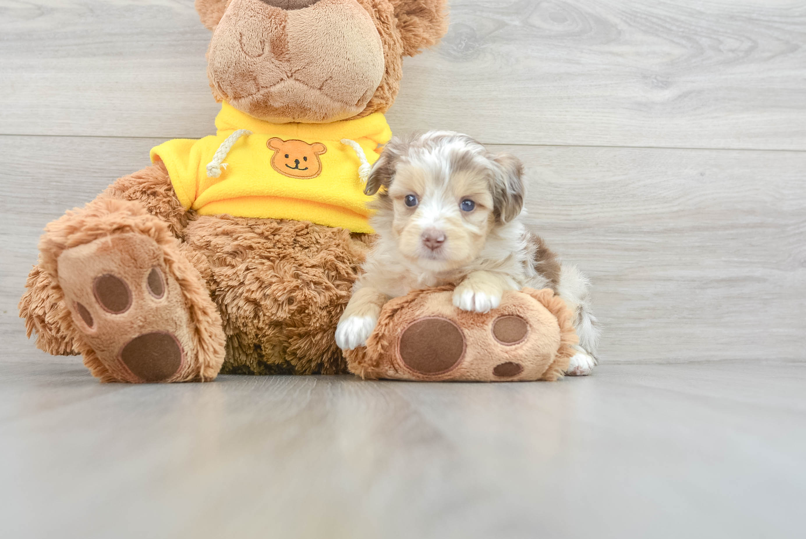 Petite Mini Aussiedoodle Poodle Mix Pup