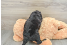 Funny Mini Aussiedoodle Poodle Mix Pup