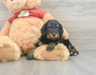 8 week old Mini Aussiedoodle Puppy For Sale - Lone Star Pups