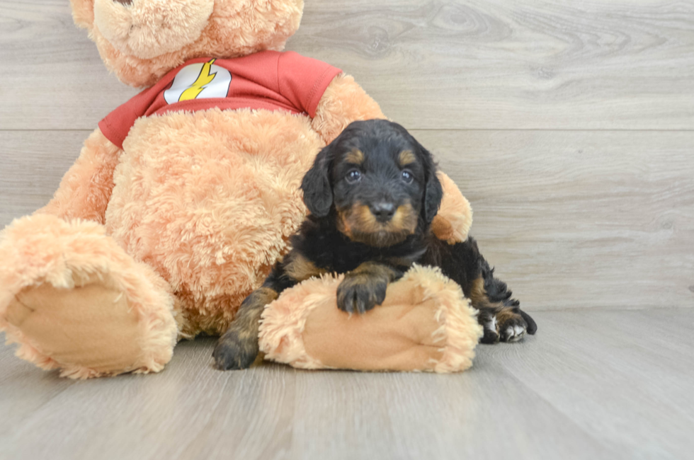 6 week old Mini Aussiedoodle Puppy For Sale - Lone Star Pups