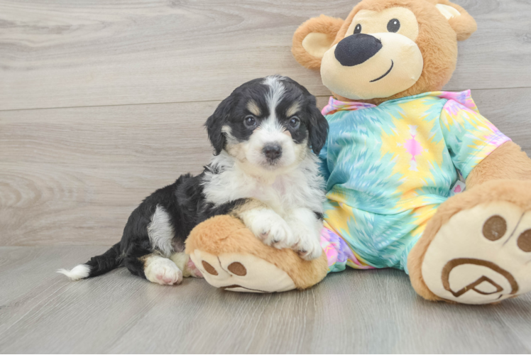 Hypoallergenic Aussiepoo Poodle Mix Puppy